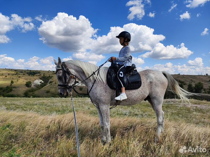 Лошадь на продажу