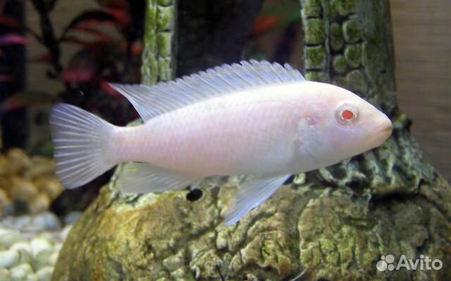Цихлида Псефдотрофеус Снежный принц малавийская