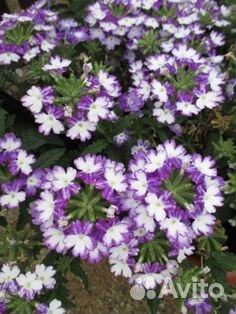 Вербена вегетативная