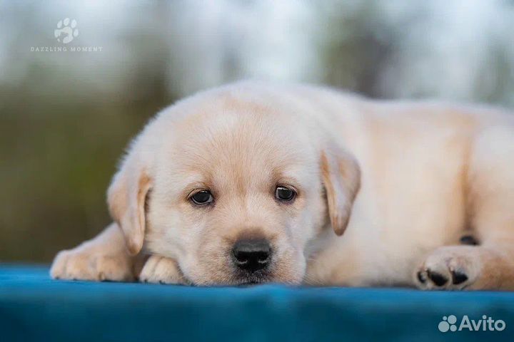 Щенки лабрадора