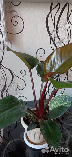 Филодендрон