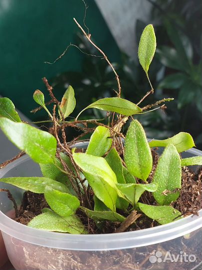 Папоротник микрограмма