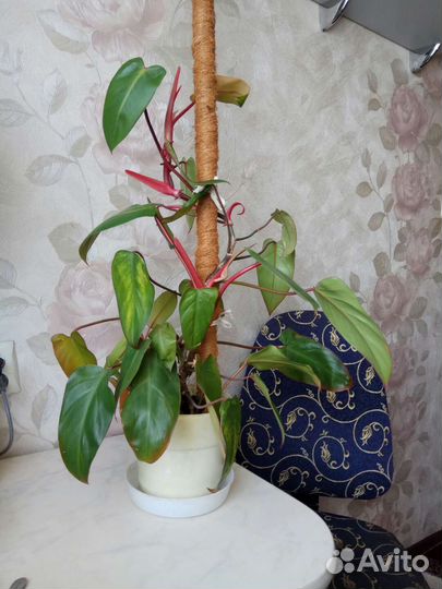 Филодендрон краснеющий