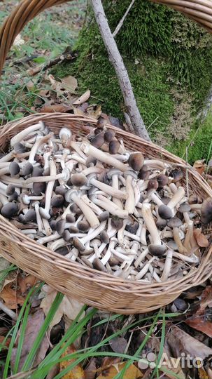 Грибы опята маринованные