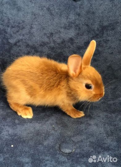 Самые маленькие кролики