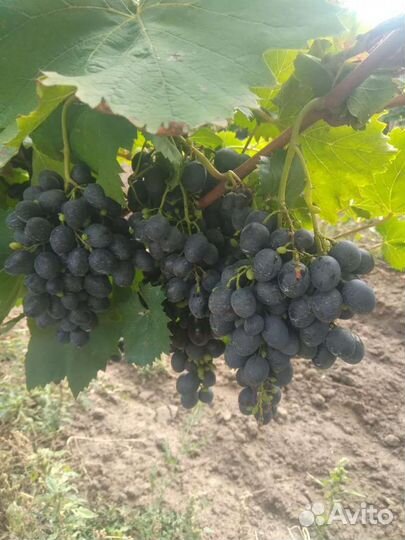 Виноград