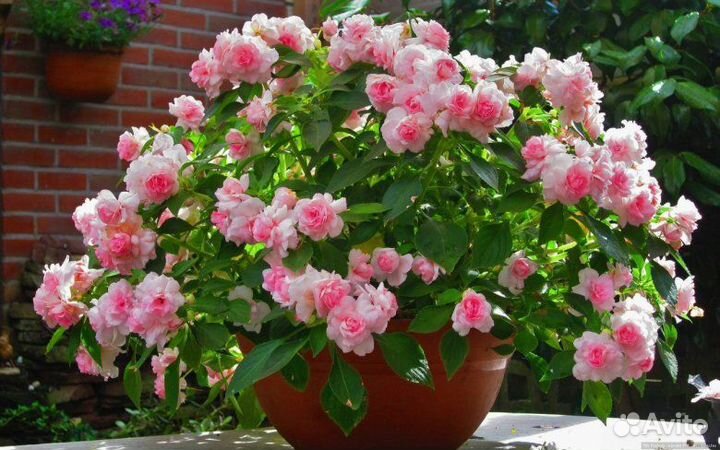 Бальзамины