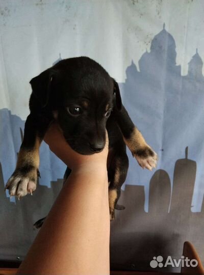 Щенки помесь пинчера