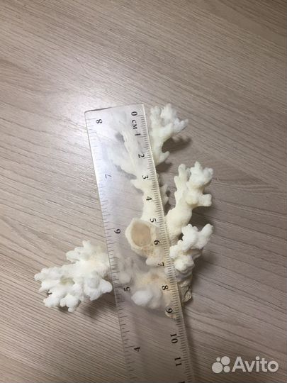 Натуральный коралл