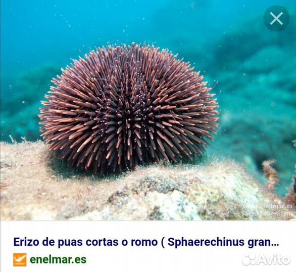Шип морского ежа 7 см