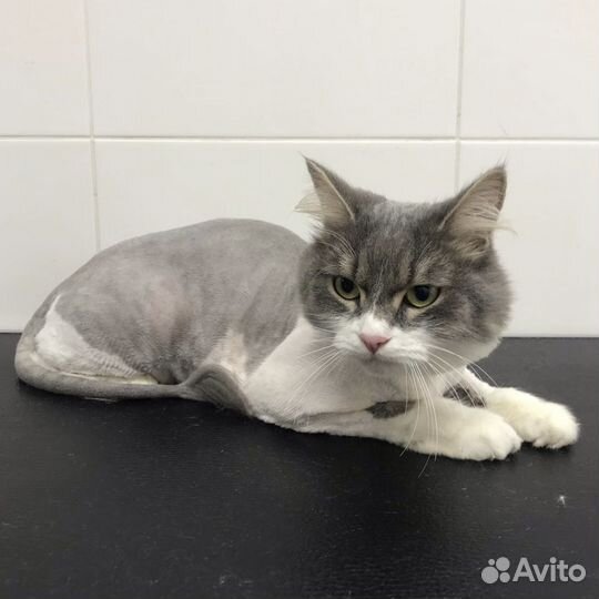 Грумер стрижка кошек и собак