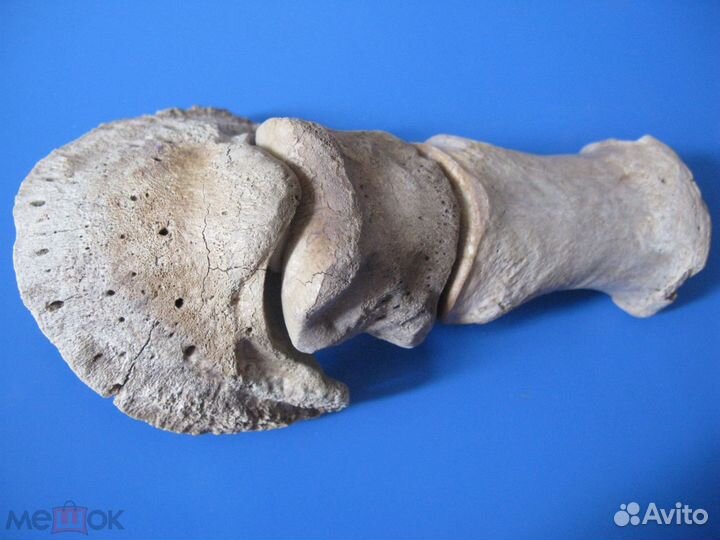 Кости ископаемой лошади, палеонтология №1