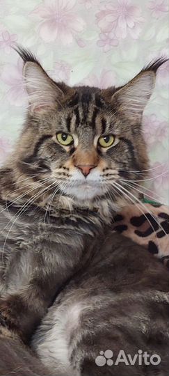 Вязка кошки мейн-кун