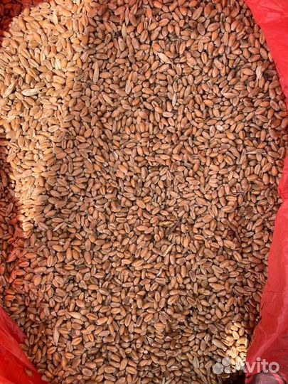 Зерно в ассортименте