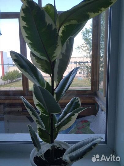 Фикус Эластика Тинеке