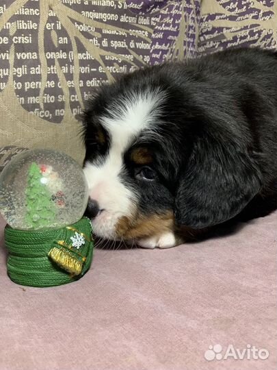 Девочка бернский зенненхунд