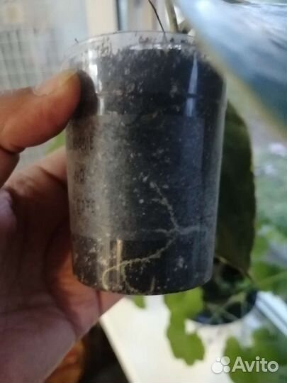 Хойя макрофилла