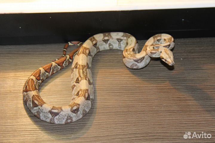 Boa constrictor императорский удав от производител