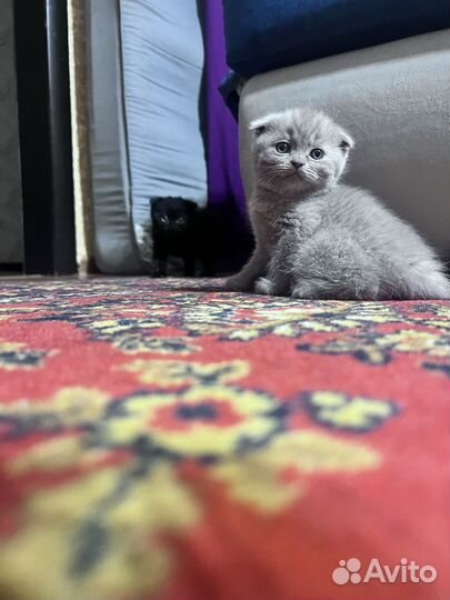Шотландский вислоухий кот
