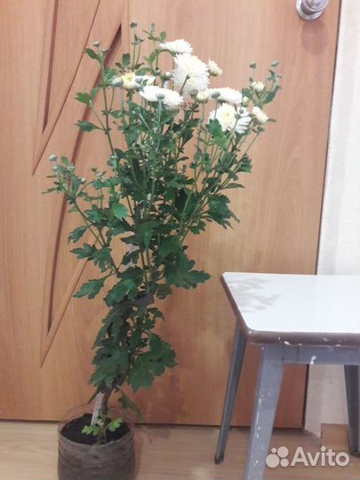 Хризантема белая