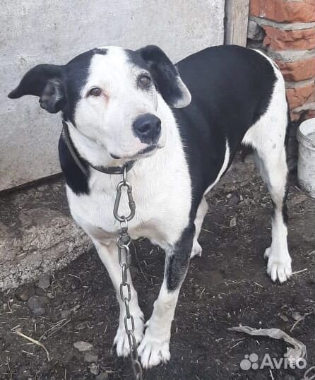 Ищем дом собачке