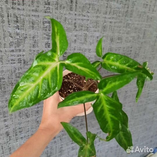 Сингониум спир поинт