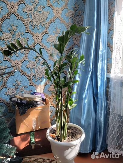 Замиокулькас