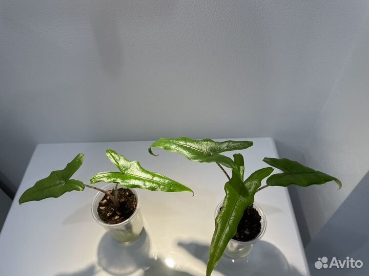 Детки алоказии Сабрина