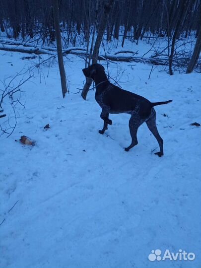 Кобель курцхаара