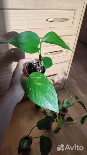 Эпипремнум золотистый