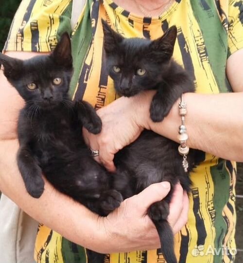 Коты в добрые руки