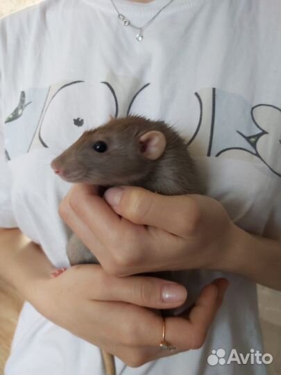 Крыса в добрые руки