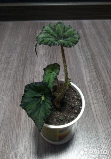 Комнатные цветы: бегония, традесканция фиолетовая