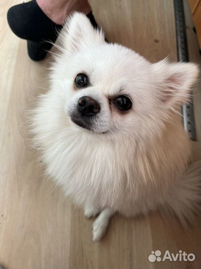 Немецкий шпиц мальчик