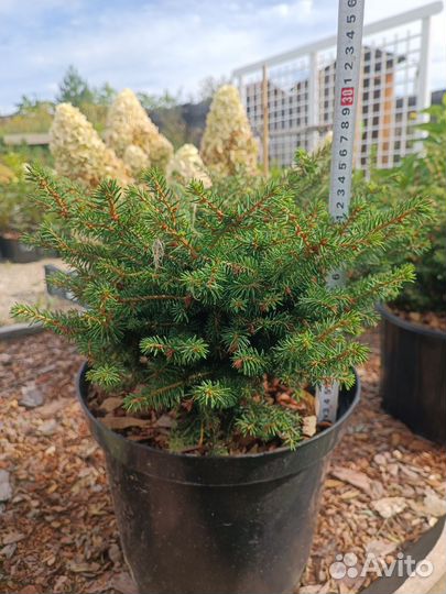 Ель Нидиформис