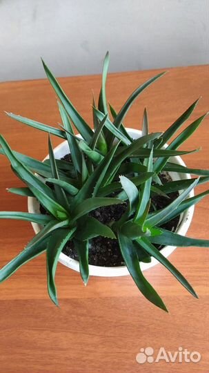 Цветы комнатные