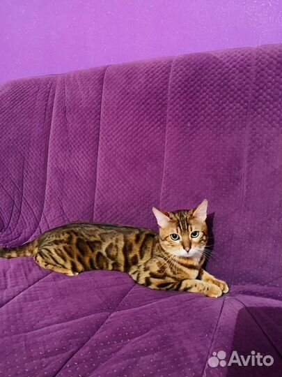 Бенгал, вязка