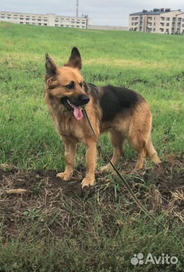 Овчарка помесь