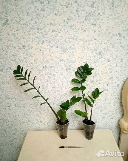 Замиокулькас