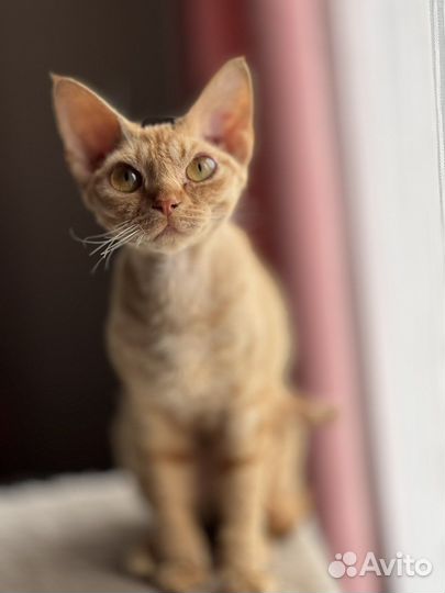 Девон-рекс семья