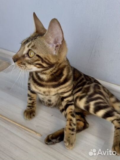 Бенгальский котенок