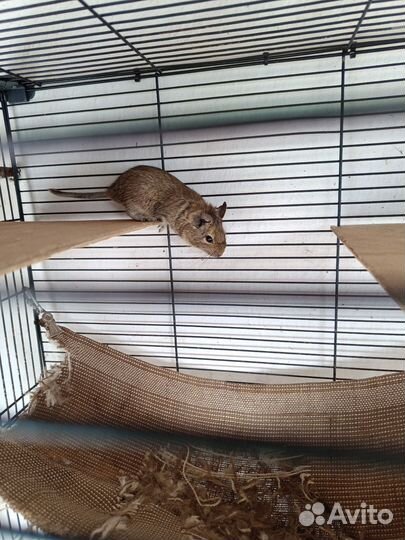 Чилийская белка дегу