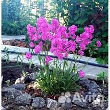 Лихнис смолка