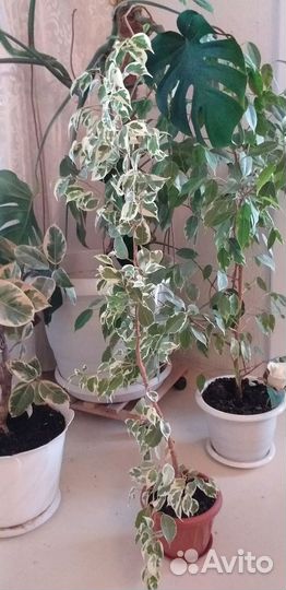 Фикус, пальма