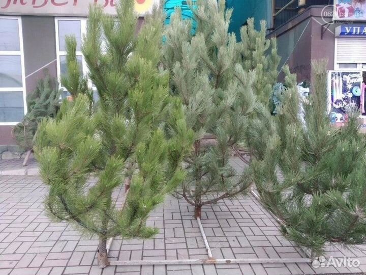 Новогодние пушистые ёлочки (сосны) привезём Вам