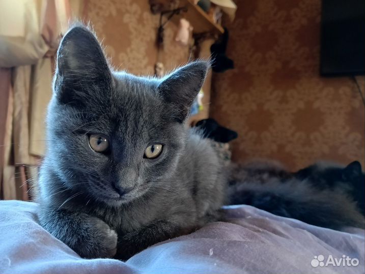 Котёнок в добрые руки