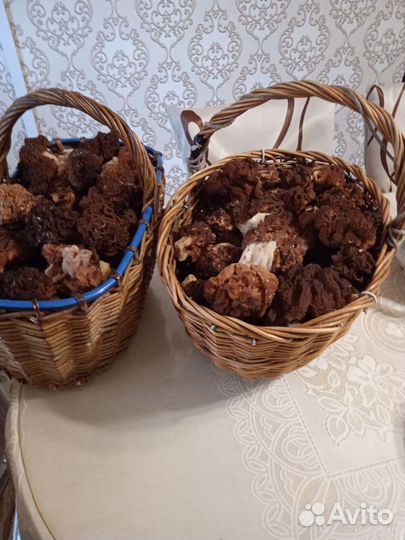 Сморчки и строчки свежие