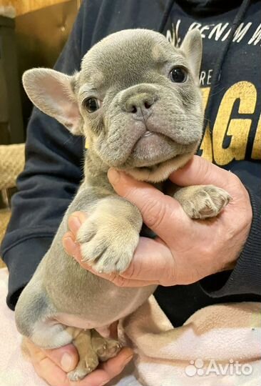 Французский бульдог мини