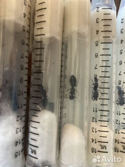 Camponotus compressus