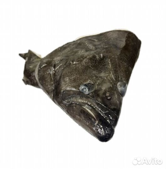 Головы синекорого палтуса